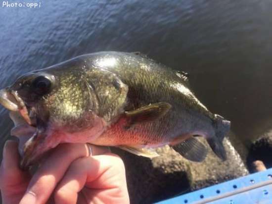 �֥�å��Х�