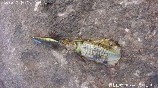 �����ꥤ��