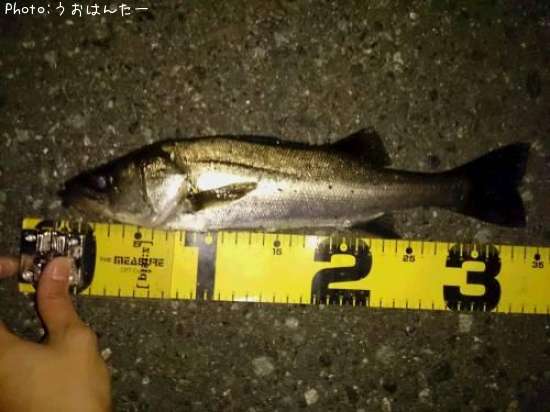 �����Х�