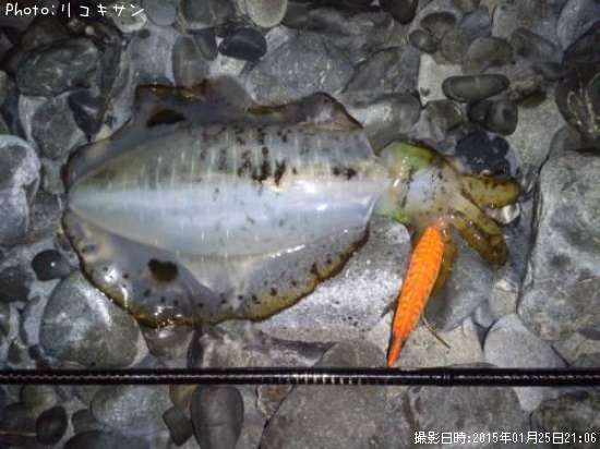 �����ꥤ��