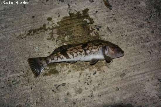 �����ʥ�