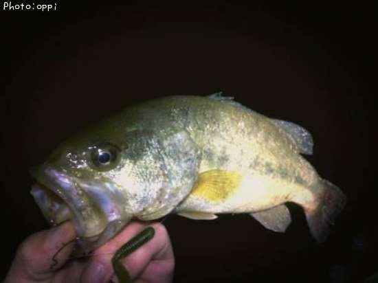 �֥�å��Х�