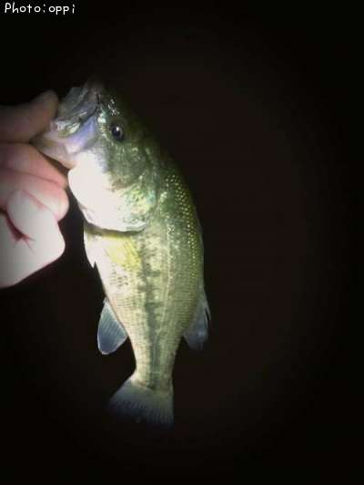 �֥�å��Х�