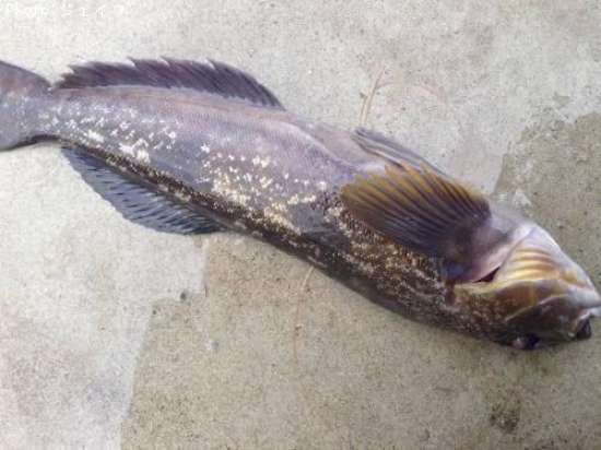 �����ʥ�