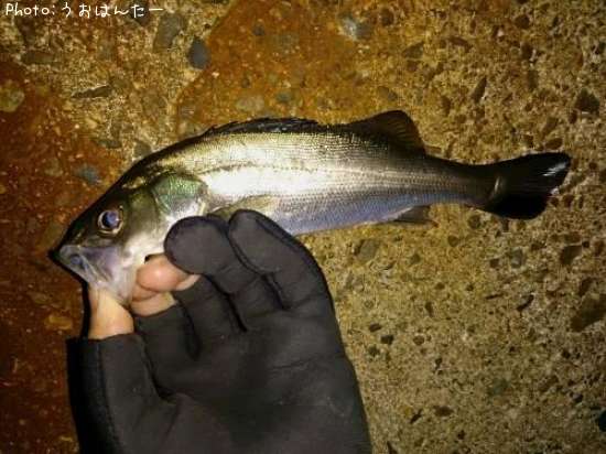 �����Х�