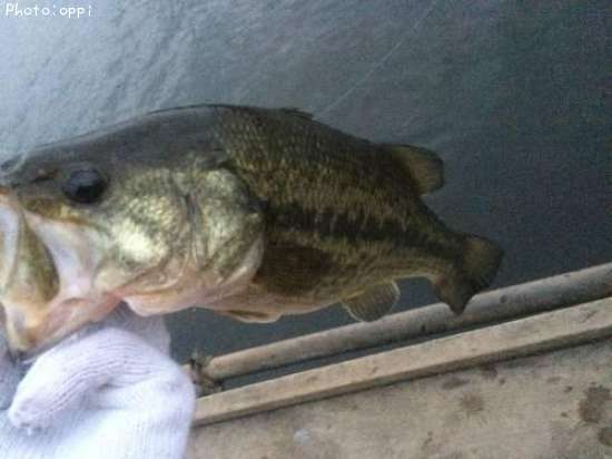 �֥�å��Х�