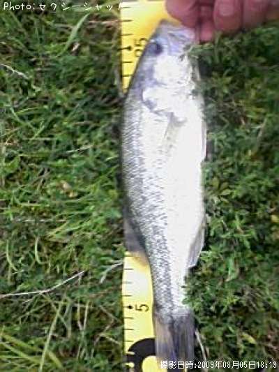 �֥�å��Х�