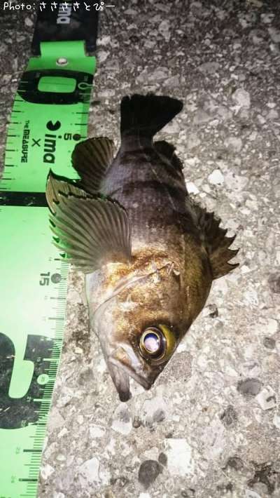 ���ꥢ��Х�