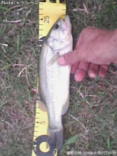 �֥�å��Х�