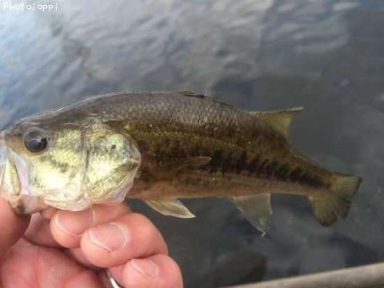 �֥�å��Х�