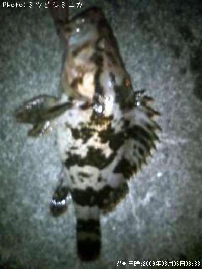 �����Υ���Х�