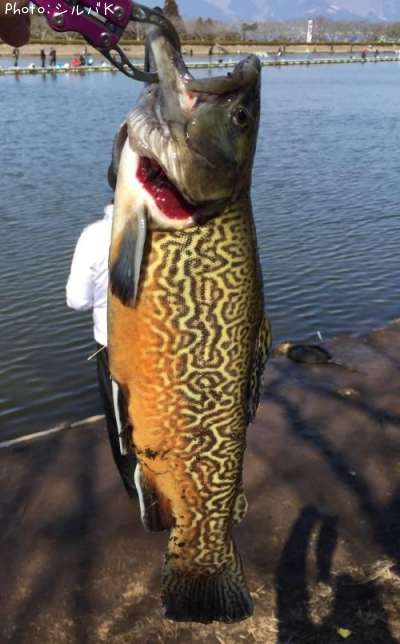 ���������ȥ饦��