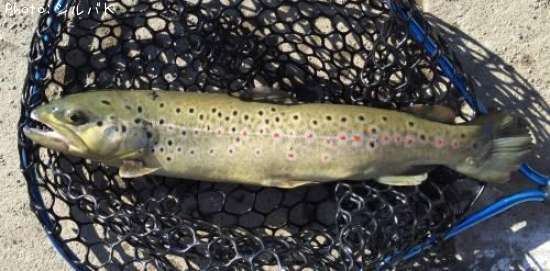 �֥饦��ȥ饦��