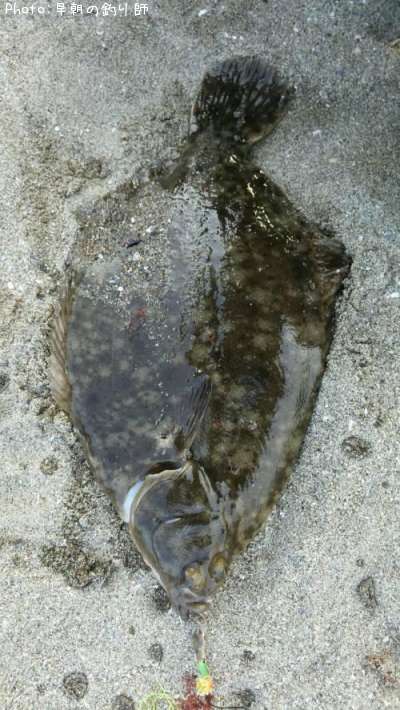 �ޥ����쥤