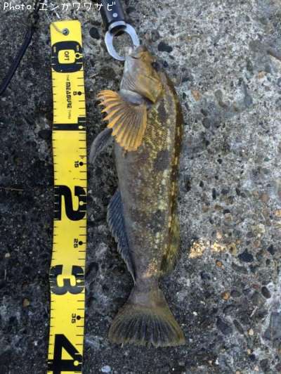 �����ʥ�