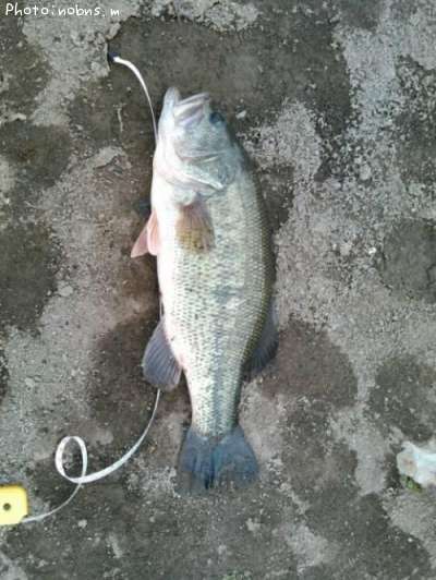 �֥�å��Х�