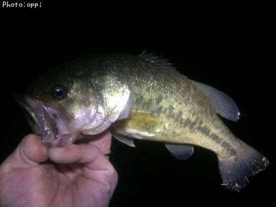 �֥�å��Х�