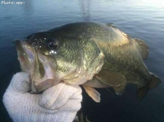 �֥�å��Х�