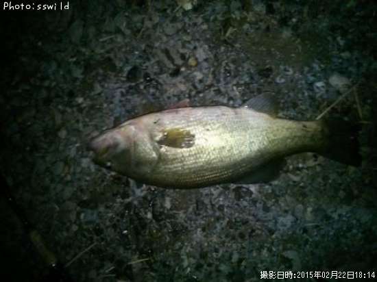 �֥�å��Х�