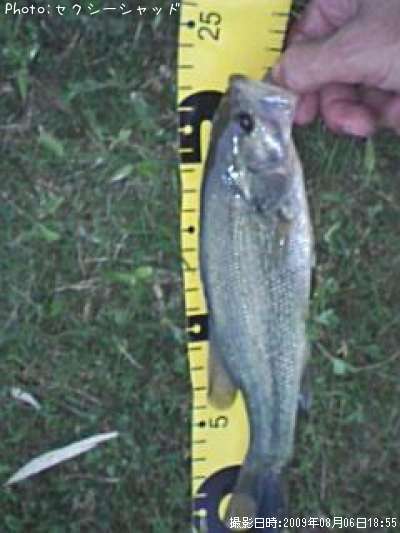 �֥�å��Х�