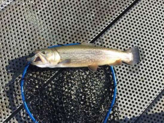 ���������ȥ饦��