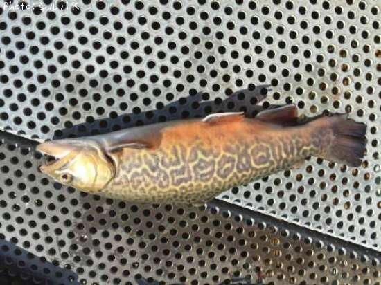 ���������ȥ饦��