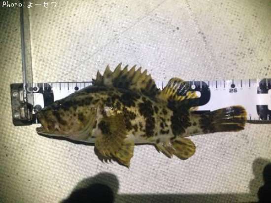 �����Υ���Х�