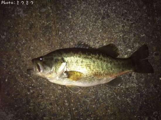 �֥�å��Х�