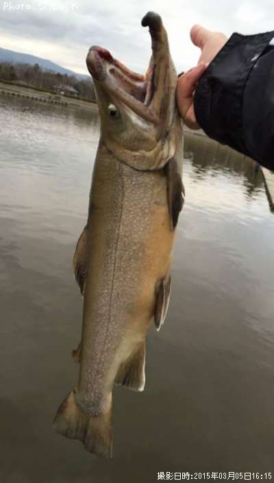 �ƣ��ʥ֥饦��ߥ���������ޡ�