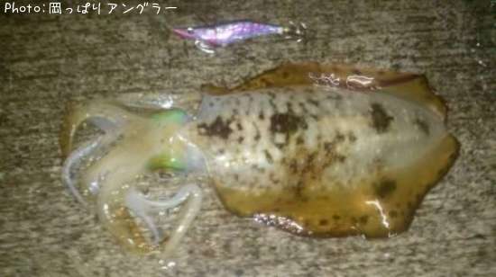 �����ꥤ��