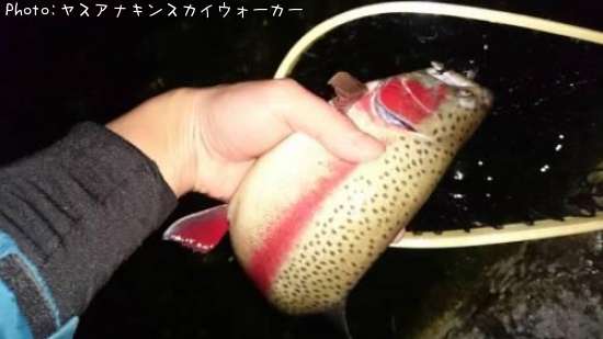 �쥤��ܡ��ȥ饦��