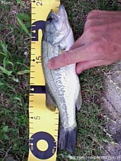 �֥�å��Х�