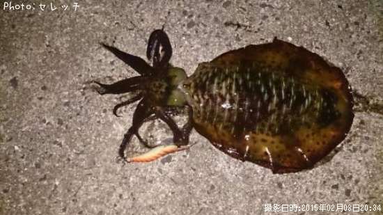 �����ꥤ��