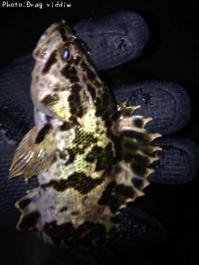 �����Υ���Х�