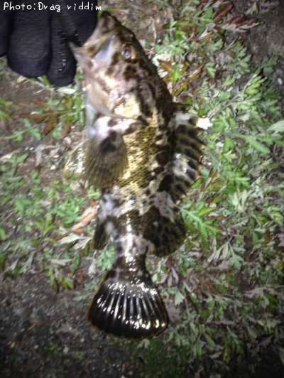 �����Υ���Х�