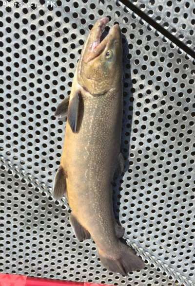 �ƣ��ʥ֥饦��ߥ���������ޡ�