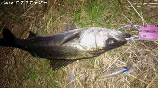 �����Х�