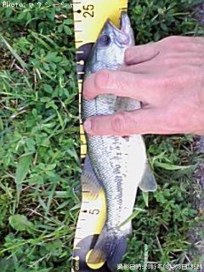 �֥�å��Х�