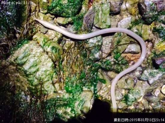 �����ʥ󥦥ߥإ�