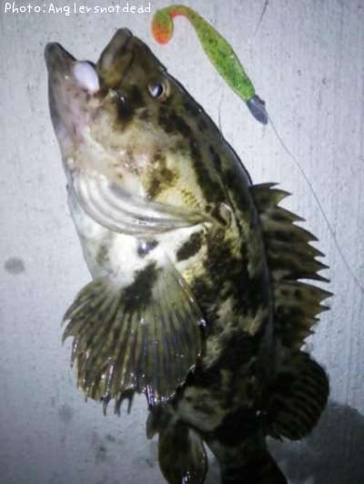 �٥å�������