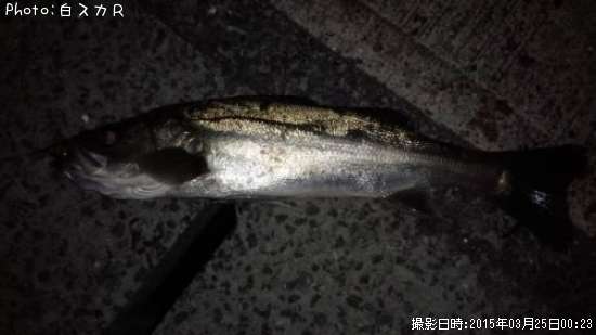 �����Х�