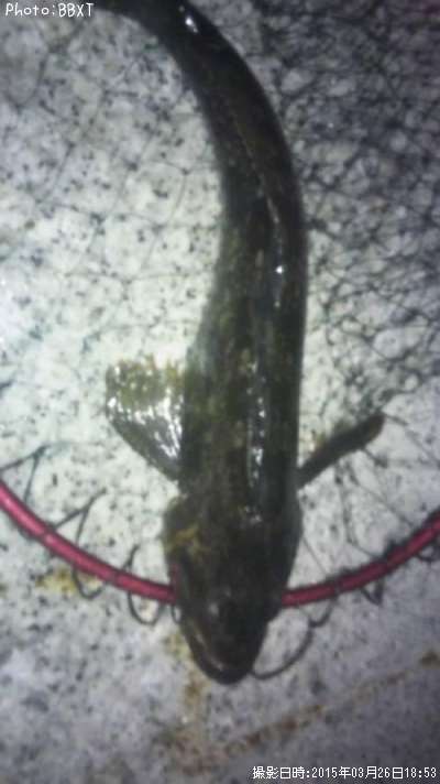 �����ʥ�