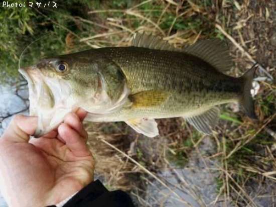 �֥�å��Х�