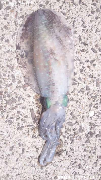 �����ꥤ��