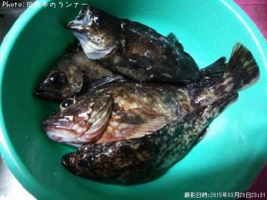 ����������Х�