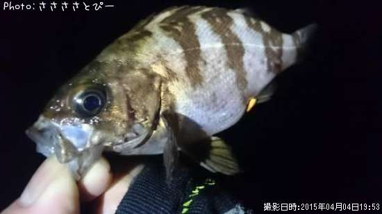 ��Х�������Х�