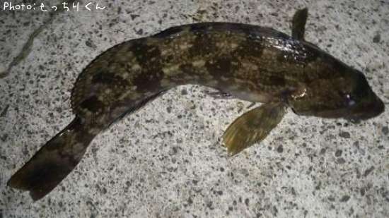 �����ʥ�