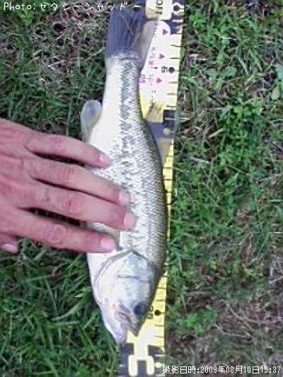 �֥�å��Х�