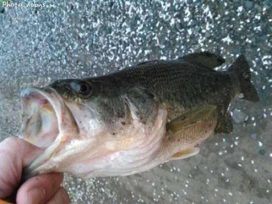 �֥�å��Х�