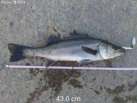 �����Х�